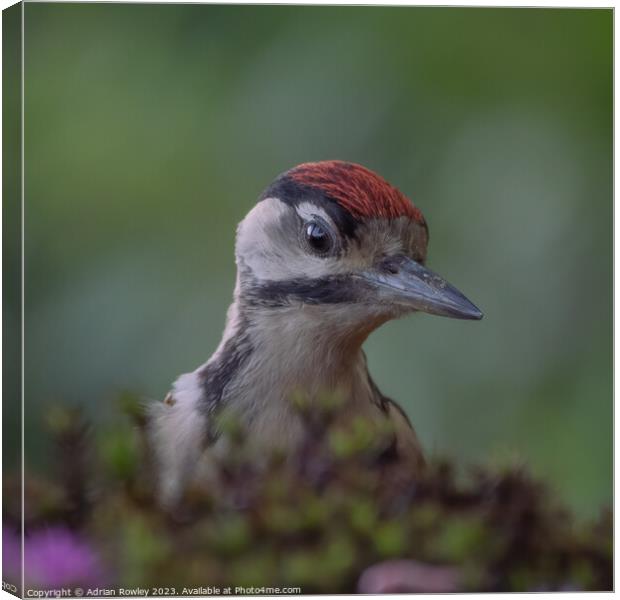 Serene Woodpecker in Natural Habitat Canvas Print by Adrian Rowley