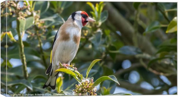 Goldfinch Canvas Print by Adrian Rowley