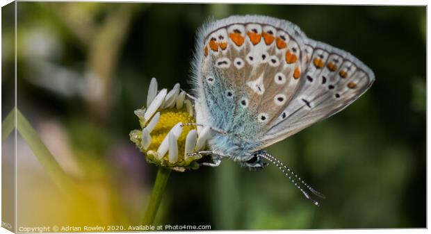 Common Blue Canvas Print by Adrian Rowley