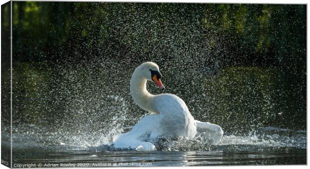 Mute Swan Bathing in Foots Cray Meadows, Kent  Canvas Print by Adrian Rowley