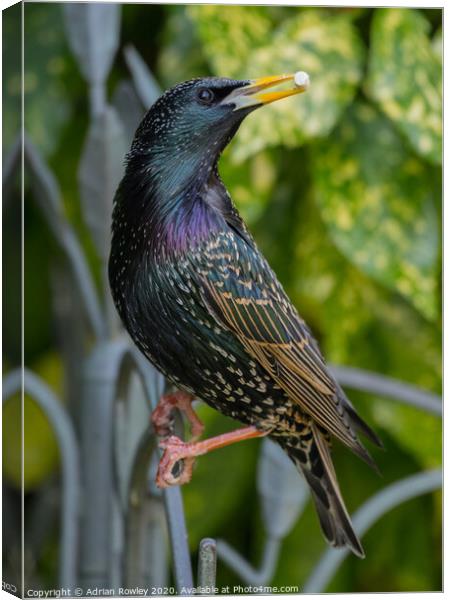 Starling Colours Canvas Print by Adrian Rowley