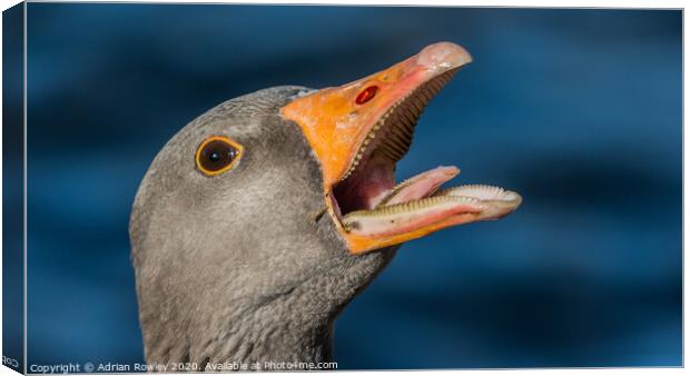 Laughing Greylag Canvas Print by Adrian Rowley
