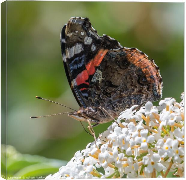 The Red Admiral Canvas Print by Adrian Rowley