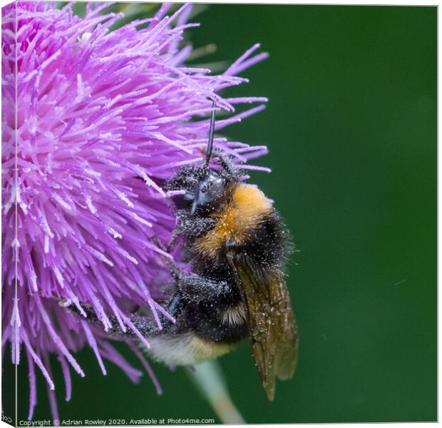 Bumble Bee pollinating a thistle Canvas Print by Adrian Rowley