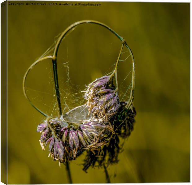 Heart of Grass Canvas Print by Paul Grove