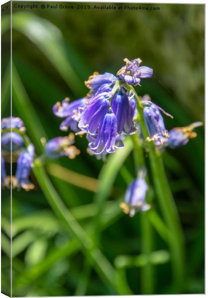 Bluebells in Spring Canvas Print by Paul Grove