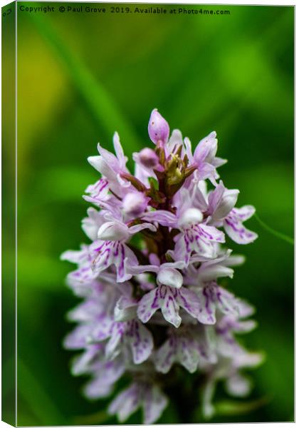 Woodland Orchid Canvas Print by Paul Grove