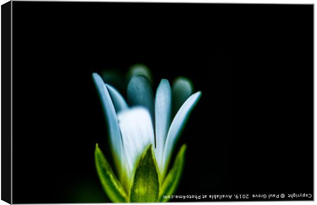 Hazy Tiny Flower Canvas Print by Paul Grove