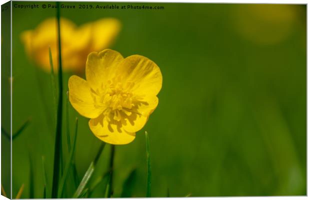 Buttercup in Summer Canvas Print by Paul Grove