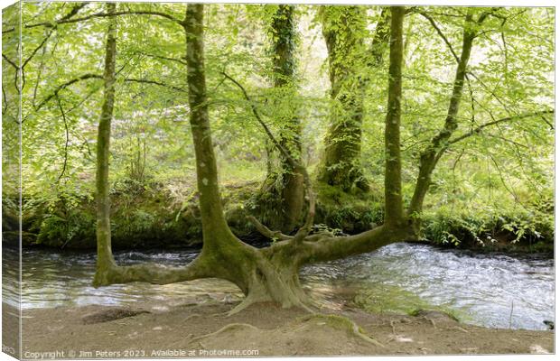 A 4 trunked tree Canvas Print by Jim Peters