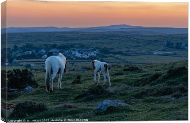 Mother and foal on Bodmin more looking towards brown willy  Canvas Print by Jim Peters