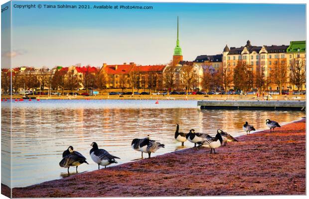 Barnacle Geese on the Beach in Morning Light Canvas Print by Taina Sohlman