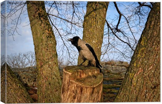 Hooded Crow Cawing on Tree Stump Canvas Print by Taina Sohlman