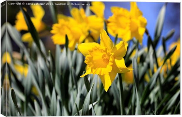 Yellow Tenby Daffodils in Flower Canvas Print by Taina Sohlman