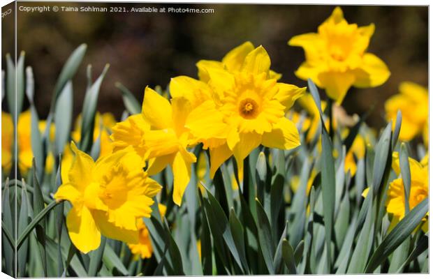 Yellow Tenby Daffodils in Flower Canvas Print by Taina Sohlman