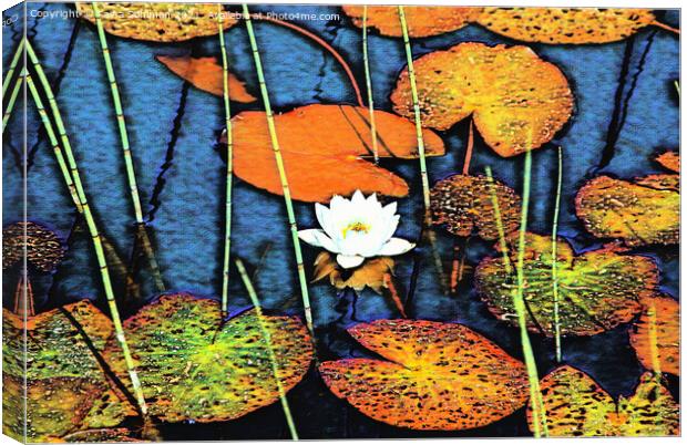 White Water Lily, Nympaea alba Canvas Print by Taina Sohlman