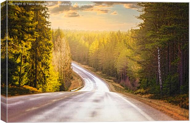 Winter Sunlight on Highway 52 Canvas Print by Taina Sohlman