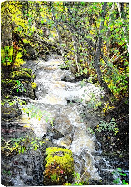 Small Natural Brook in Spring Sunlight Canvas Print by Taina Sohlman