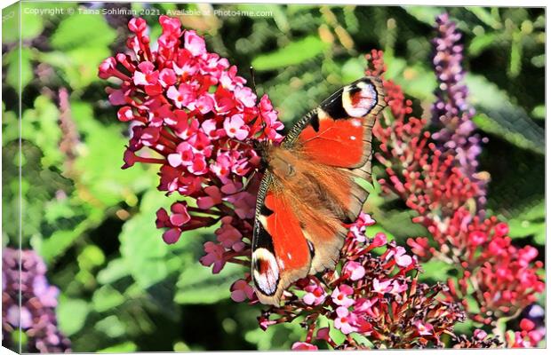 Inachis io Peacock Butterfly on Pink Flowers Canvas Print by Taina Sohlman