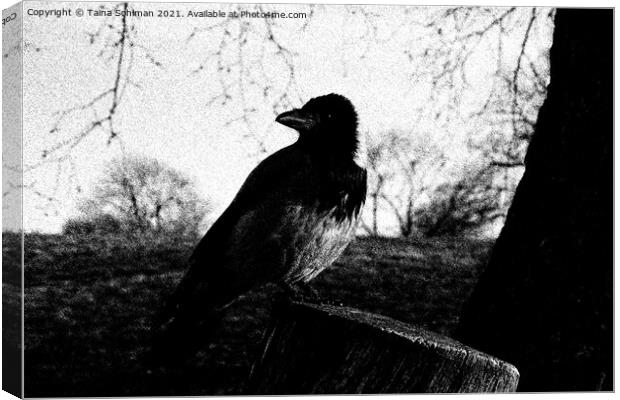 Beautiful Hooded Crow, Corvus Cornix, Drawing Canvas Print by Taina Sohlman