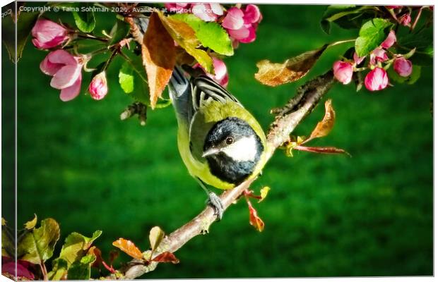 Great Tit, Parus Major, Perched on Tree Canvas Print by Taina Sohlman