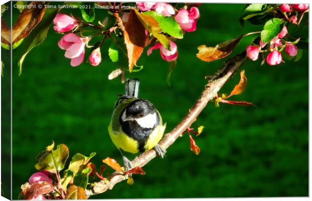 Great Tit, Parus Major, Perched on Tree Canvas Print by Taina Sohlman