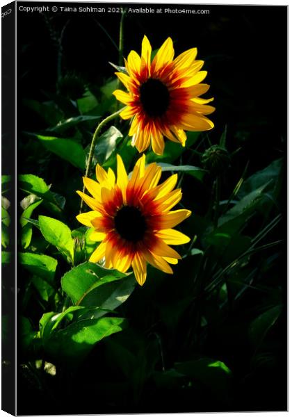 Two Yellow Rudbeckia Flowers in Morning Sunlight Canvas Print by Taina Sohlman