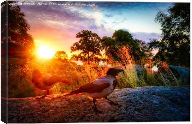 Hooded Crows in Morning Light Canvas Print by Taina Sohlman