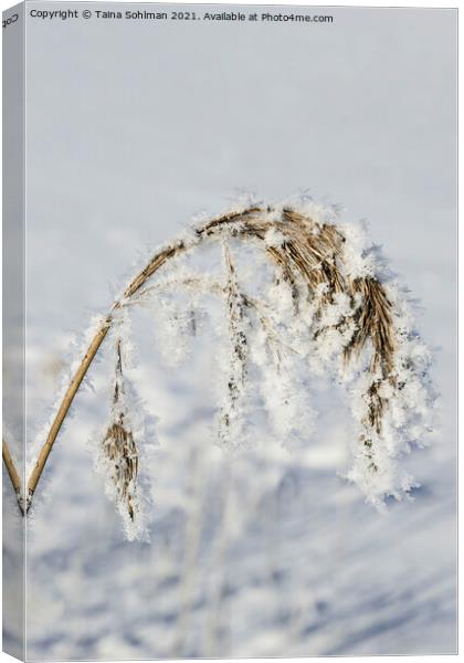 Hoarfrost and Snow over Common Reed Canvas Print by Taina Sohlman