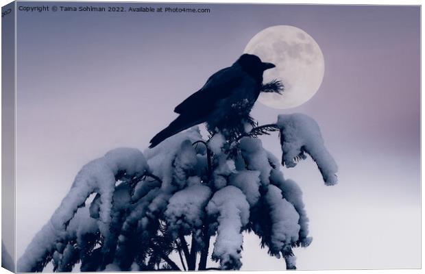 Hooded Crow and Full Moon in Winter Canvas Print by Taina Sohlman