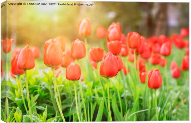 Red Tulips in the Spring Sun Canvas Print by Taina Sohlman