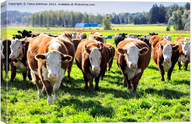 Hereford Cattle Running Towards Camera Canvas Print by Taina Sohlman