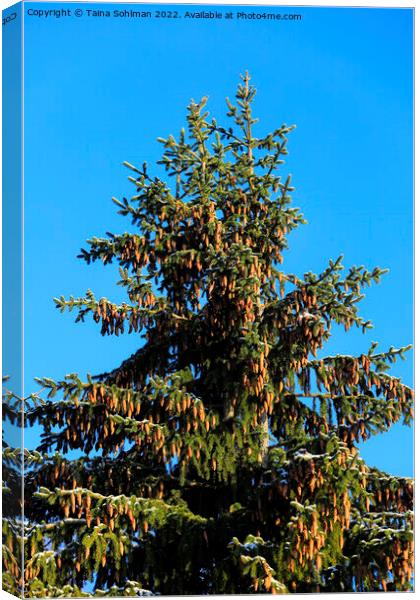 Norway Spruce Trees With Lots of Cones Canvas Print by Taina Sohlman