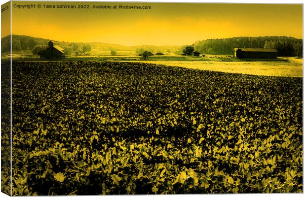 The Yellow Field Canvas Print by Taina Sohlman