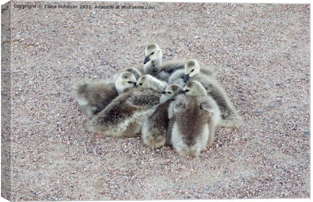 Baby Geese Keeping Warm Canvas Print by Taina Sohlman