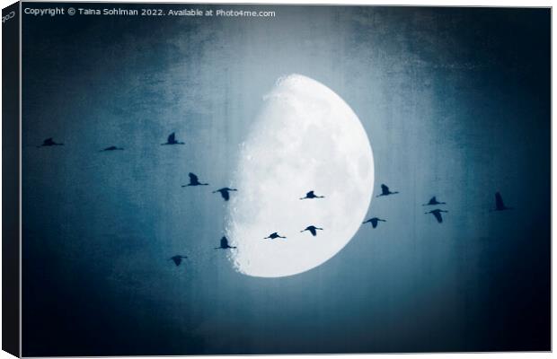 The Moon Sees Cranes Leave 1 Canvas Print by Taina Sohlman