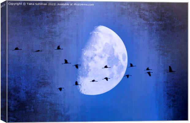 The Moon Sees Cranes Leave 2 Canvas Print by Taina Sohlman