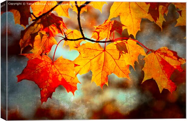 Colorful Maple Leaves in Autumn Digital Art Canvas Print by Taina Sohlman