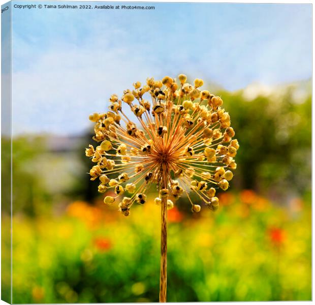 Allium Giganteum Seed Head in the Summer Canvas Print by Taina Sohlman