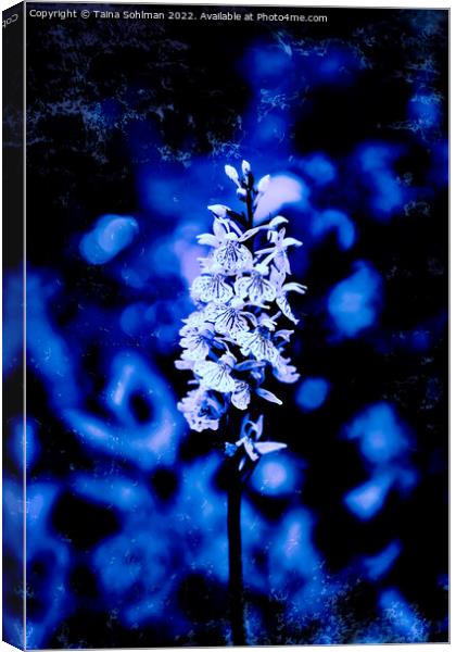 Dactylorhiza maculata, Heath Spotted Orchid in Blu Canvas Print by Taina Sohlman