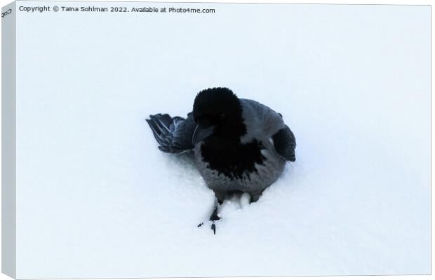 Hooded Crow in Deep Snow Canvas Print by Taina Sohlman