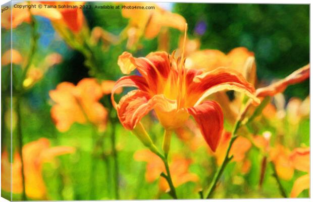 Orange Day Lily, Hemerocallis Flower in Summer Sun Canvas Print by Taina Sohlman