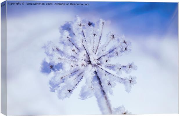 Hoarfrost on Anthriscus sylvestris, Cow Parsley in Canvas Print by Taina Sohlman