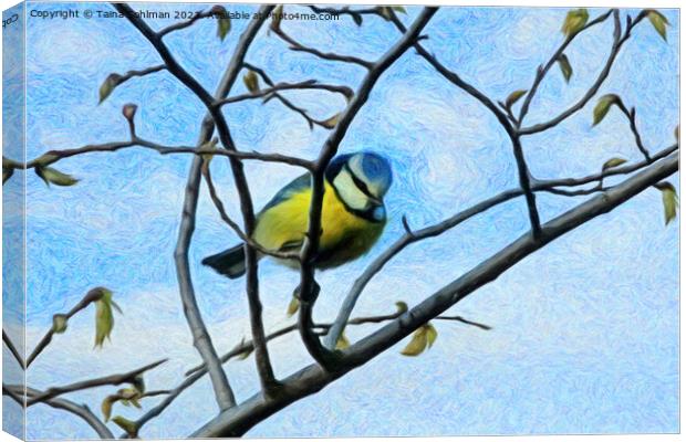 Little Blue Tit is Looking at You Canvas Print by Taina Sohlman