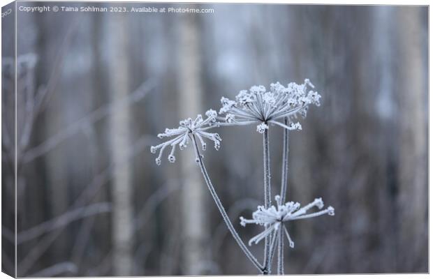 Hoarfrost on Anthriscus sylvestris, Cow Parsley  Canvas Print by Taina Sohlman