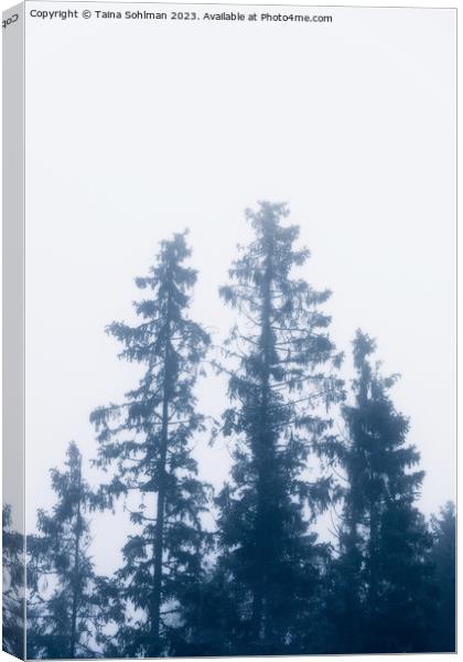 Tall Spruce Trees In Mist Canvas Print by Taina Sohlman
