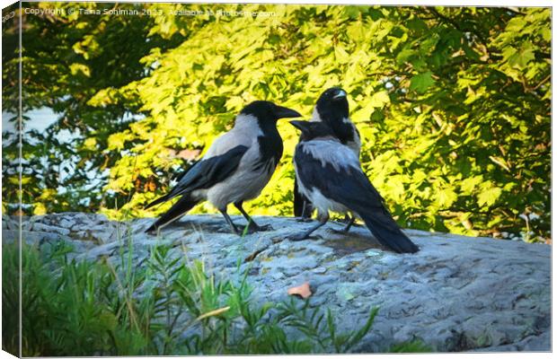 Family of Hooded Crows Canvas Print by Taina Sohlman