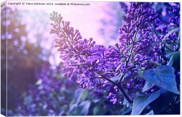 Dream of Lilacs 1 Canvas Print by Taina Sohlman