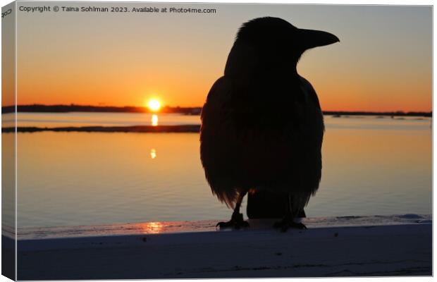 Sunrise With Hooded Crow  Canvas Print by Taina Sohlman