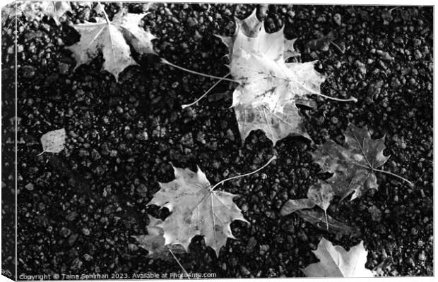 Fallen Maple Leaves in Black and White Canvas Print by Taina Sohlman